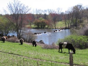 belted_galloways_inpond